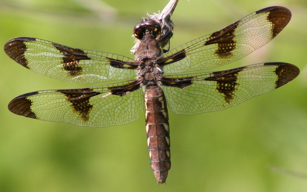 scientists are making dragonfly drones with cybernetic