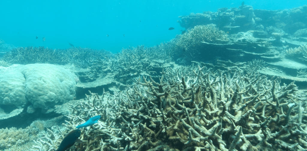 The Great Barrier Reef's 'new normal' is a forlorn sight - EconoTimes