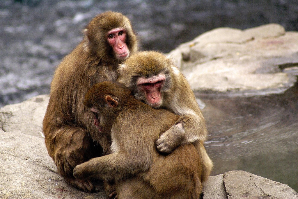 Animals with most complex emotions picture