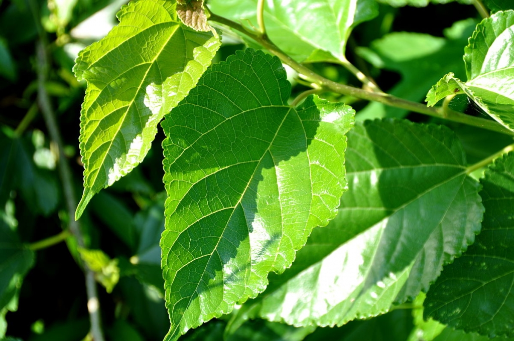 Mulberry leaf extract could reduce the risk of type 2 diabetes - EconoTimes