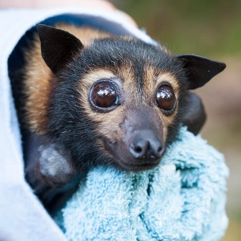 Our laws failed these endangered flying-foxes at every turn. On ...