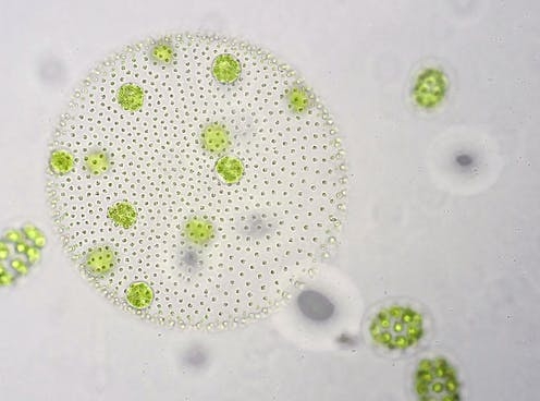 Inside the world of tiny phytoplankton – microscopic algae that provide most of our oxygen - Vimarsana News