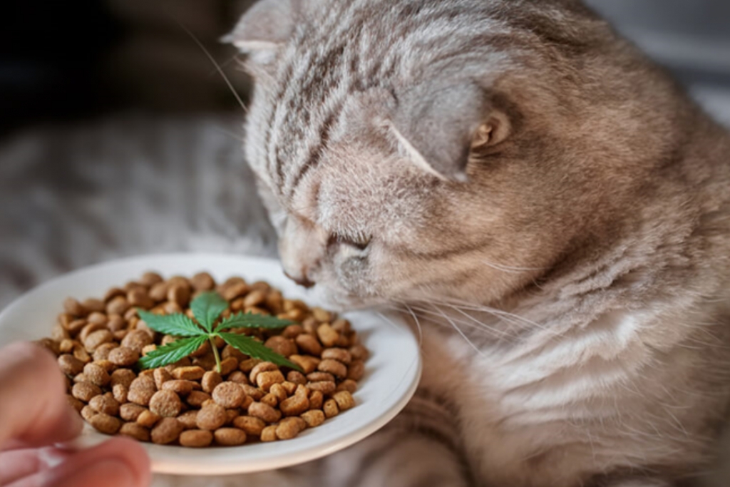 Are CBD cat treats Good For Your Pet