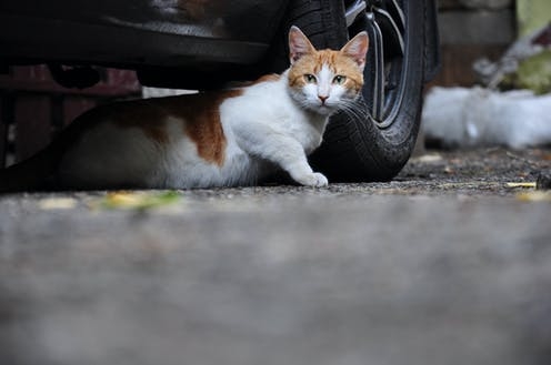 250,000 cats have no owners in UK urban areas – but there are ways we can help - Vimarsana News