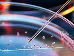Stem cell study paves way for gene editing to produce cultured meat - Vimarsana News