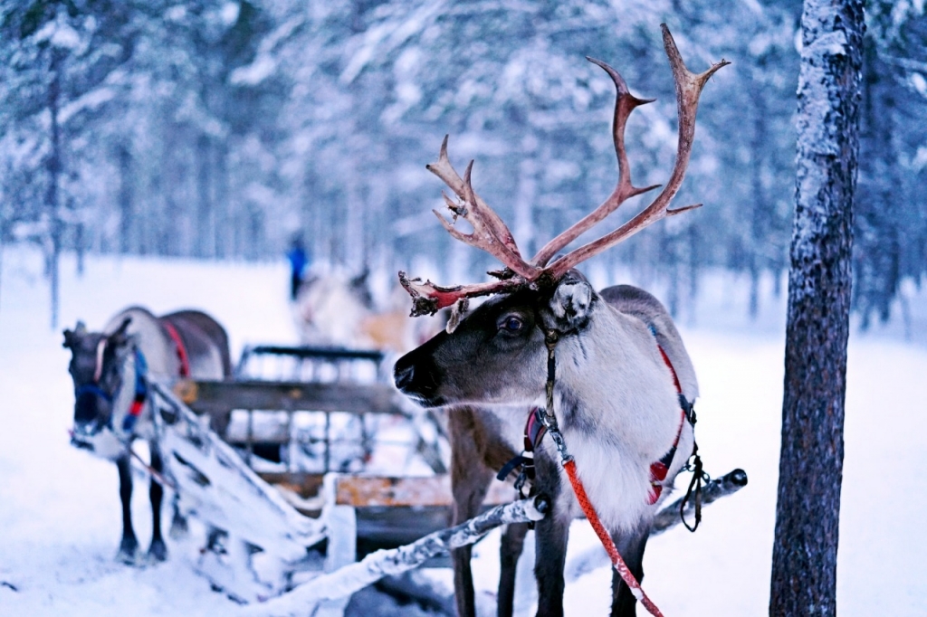 Uber adds the world's first reindeer sleigh rides to its services in Finland in time for the holidays - Vimarsana News